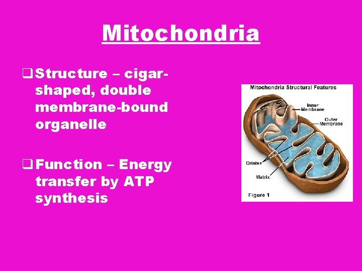 Mitochondria q Structure – cigarshaped, double membrane-bound organelle q Function – Energy transfer by Mitochondria q Structure – cigarshaped, double membrane-bound organelle q Function – Energy transfer by