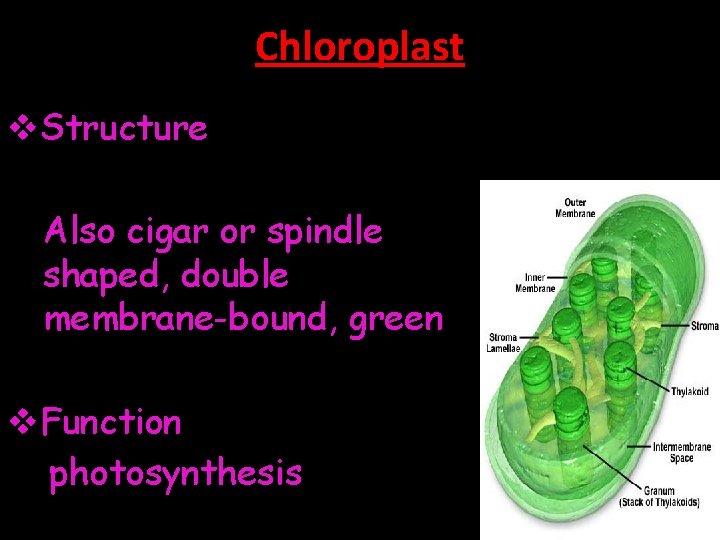 Chloroplast v. Structure Also cigar or spindle shaped, double membrane-bound, green v. Function photosynthesis