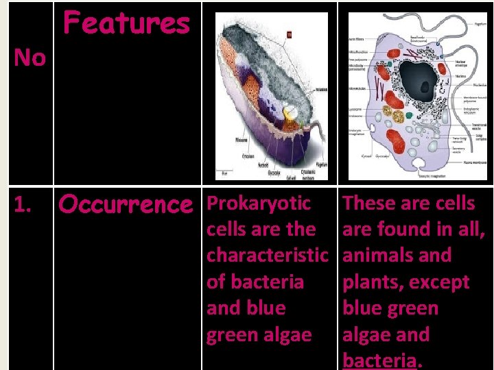 Features No 1. Occurrence Prokaryotic These are cells are the are found in Features No 1. Occurrence Prokaryotic These are cells are the are found in
