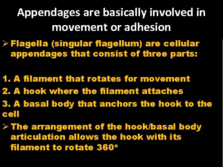 Appendages are basically involved in movement or adhesion Ø Flagella (singular flagellum) are cellular
