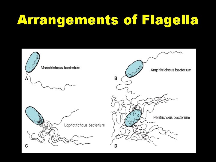 Arrangements of Flagella Arrangements of Flagella