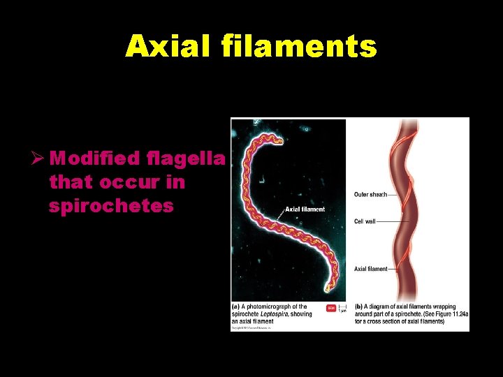 Axial filaments Ø Modified flagella that occur in spirochetes Axial filaments Ø Modified flagella that occur in spirochetes