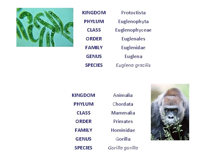 KINGDOM Protoctista PHYLUM Euglenophyta CLASS Euglenophyceae ORDER Euglenales FAMILY Euglenidae GENUS Euglena SPECIES Euglena