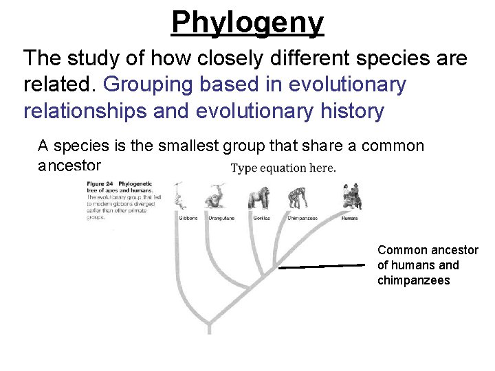 Phylogeny The study of how closely different species are related. Grouping based in evolutionary