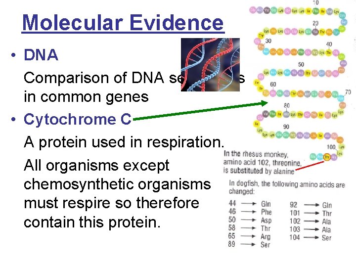 Molecular Evidence • DNA Comparison of DNA sequences in common genes • Cytochrome C