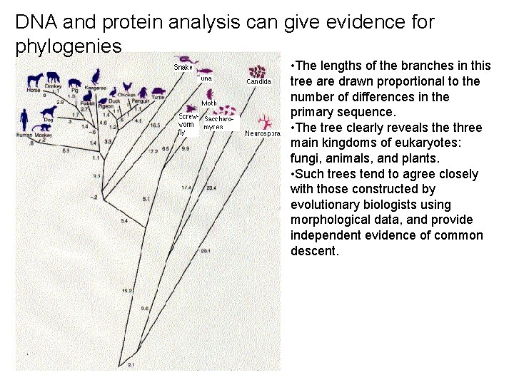 DNA and protein analysis can give evidence for phylogenies • The lengths of the