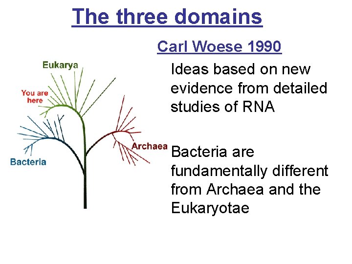 The three domains Carl Woese 1990 Ideas based on new evidence from detailed studies