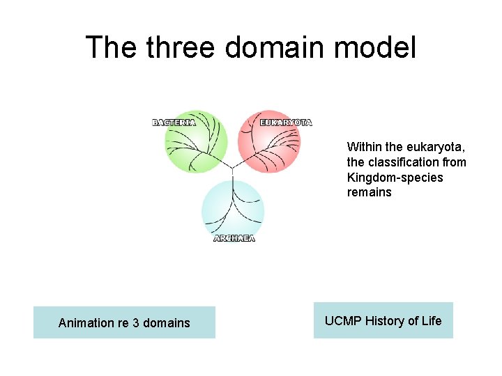 The three domain model Within the eukaryota, the classification from Kingdom-species remains Animation re