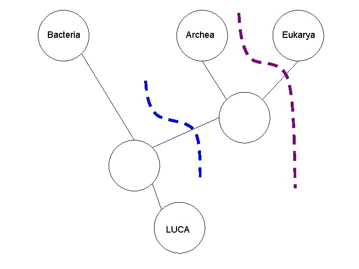 Bacteria Archea LUCA Eukarya 