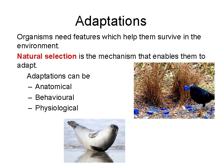 Adaptations Organisms need features which help them survive in the environment. Natural selection is