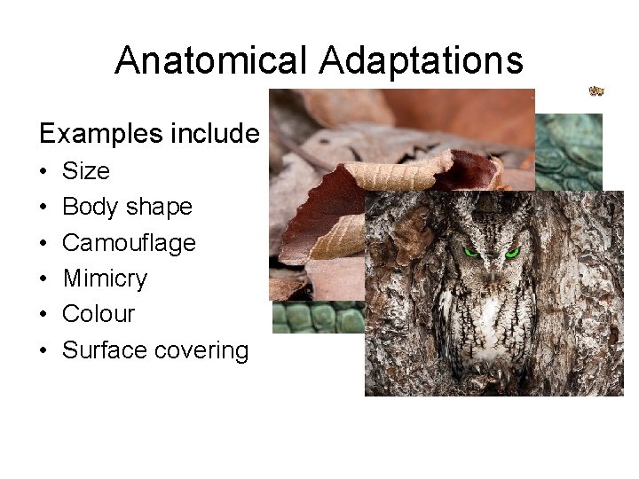 Anatomical Adaptations Examples include • • • Size Body shape Camouflage Mimicry Colour Surface