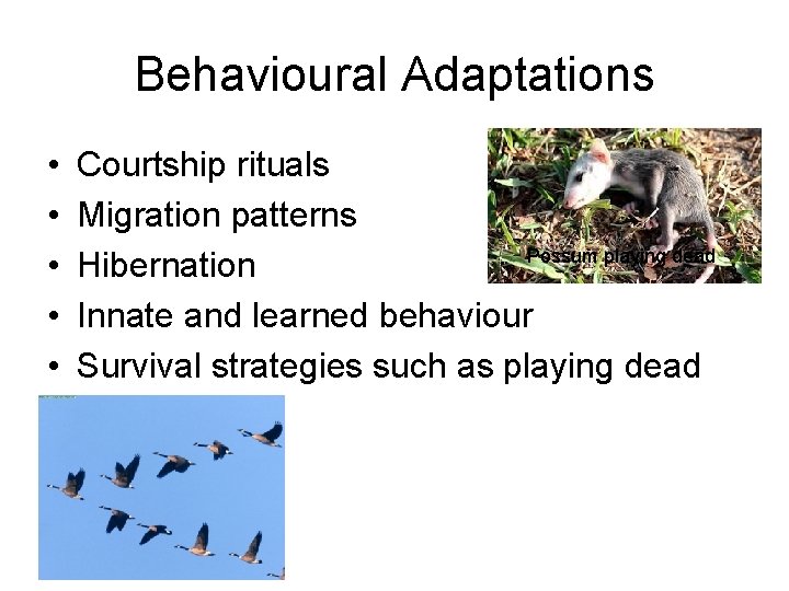 Behavioural Adaptations • • • Courtship rituals Migration patterns Possum playing dead Hibernation Innate