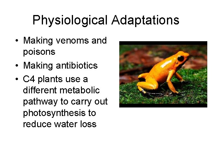 Physiological Adaptations • Making venoms and poisons • Making antibiotics • C 4 plants