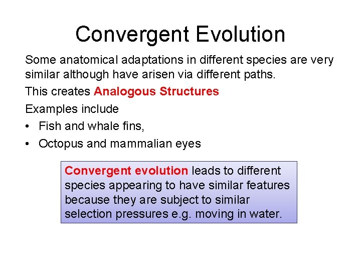 Convergent Evolution Some anatomical adaptations in different species are very similar although have arisen