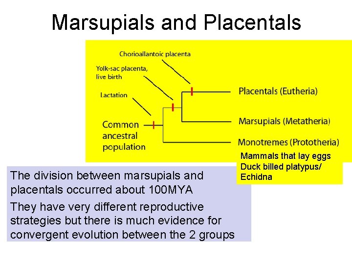 Marsupials and Placentals The division between marsupials and placentals occurred about 100 MYA They