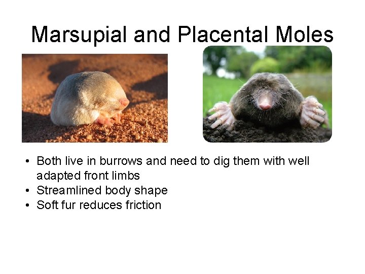 Marsupial and Placental Moles • Both live in burrows and need to dig them