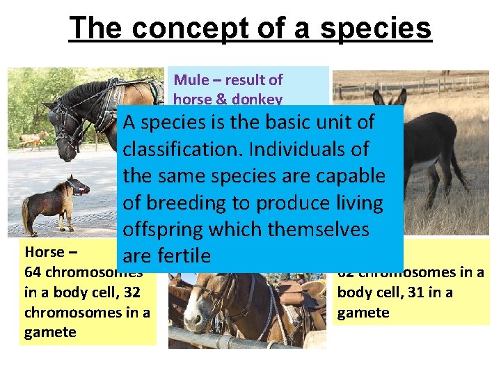 The concept of a species Mule – result of horse & donkey mating. Hybrid.