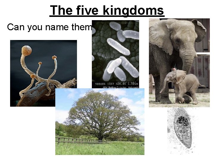 The five kingdoms Can you name them? 