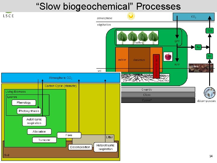 “Slow biogeochemical” Processes 14 