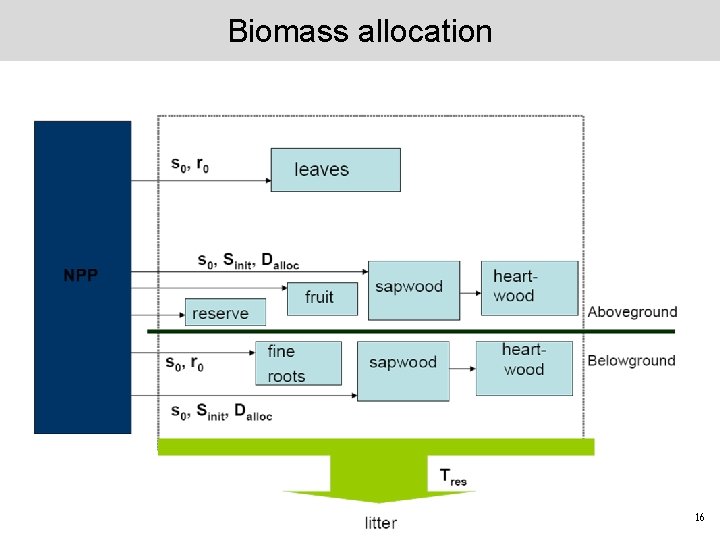 Biomass allocation 16 