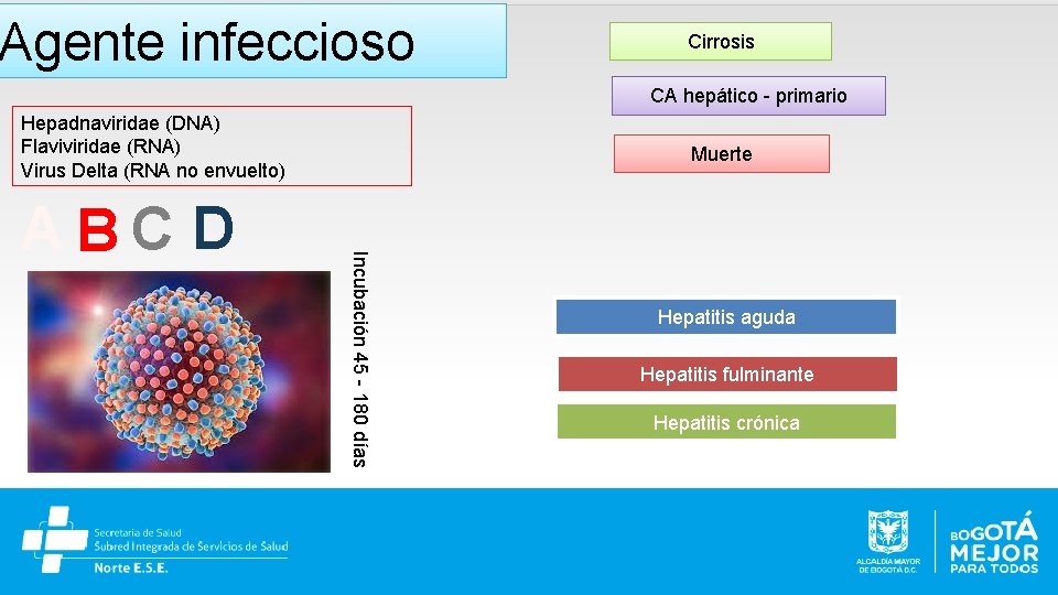 Agente infeccioso Cirrosis CA hepático - primario Hepadnaviridae (DNA) Flaviviridae (RNA) Virus Delta (RNA