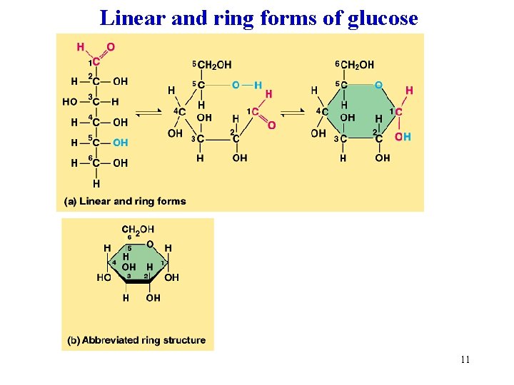 Linear and ring forms of glucose 11 