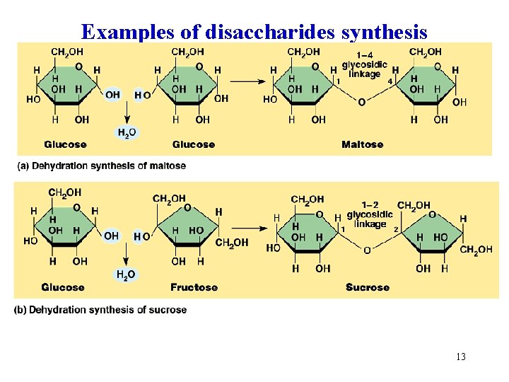 Examples of disaccharides synthesis 13 