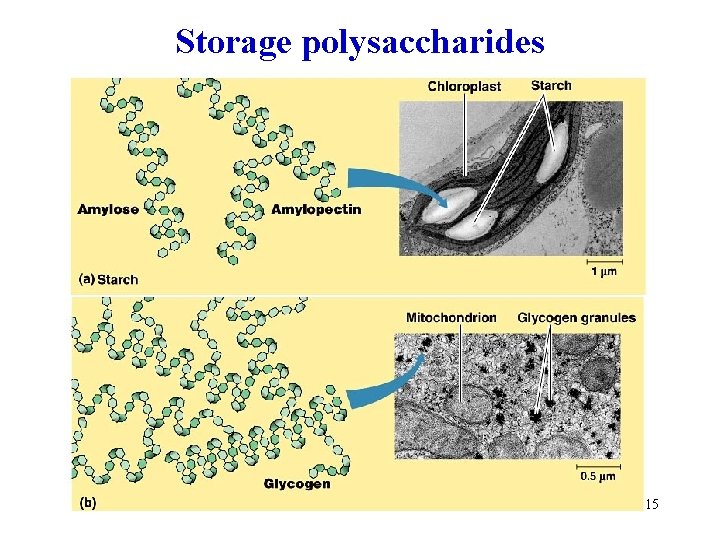 Storage polysaccharides 15 