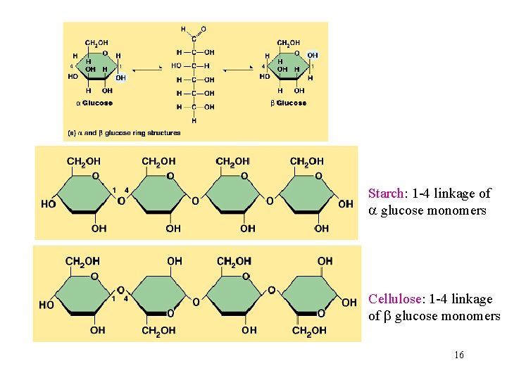 Starch: 1 -4 linkage of glucose monomers Cellulose: 1 -4 linkage of glucose monomers