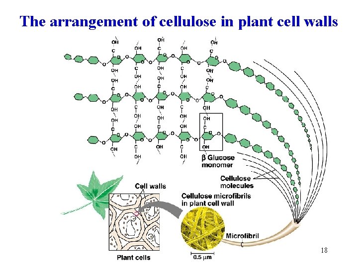 The arrangement of cellulose in plant cell walls 18 