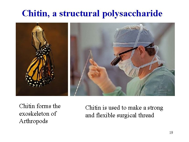 Chitin, a structural polysaccharide Chitin forms the exoskeleton of Arthropods Chitin is used to