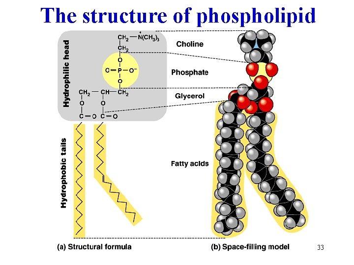 The structure of phospholipid 33 