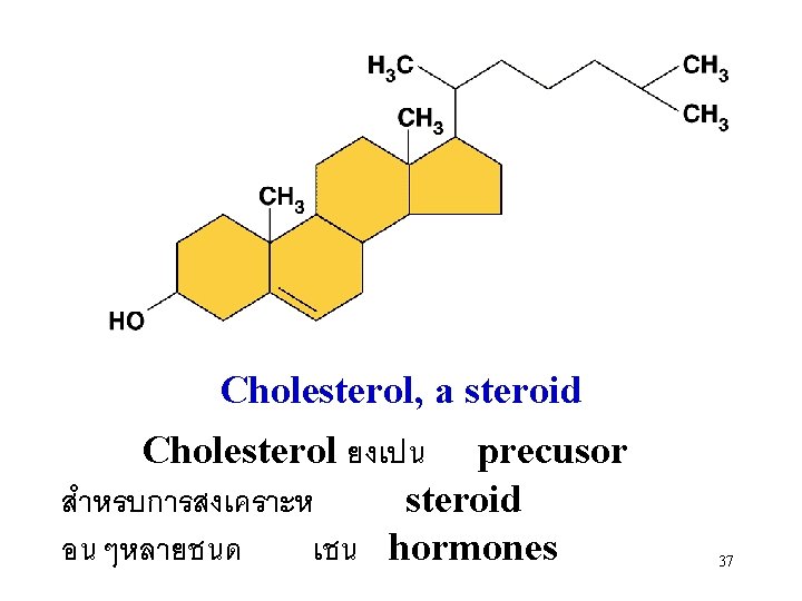 Cholesterol, a steroid Cholesterol ยงเปน precusor สำหรบการสงเคราะห steroid อนๆหลายชนด เชน hormones 37 