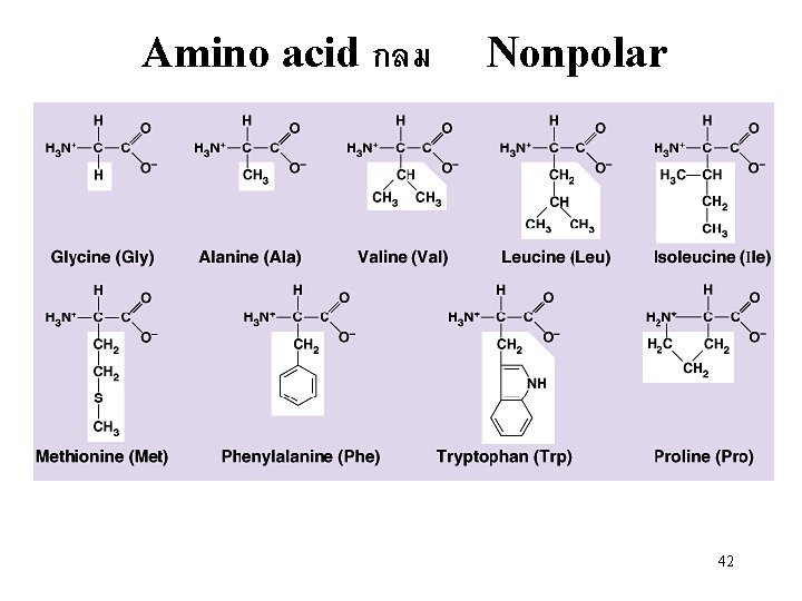 Amino acid กลม Nonpolar 42 