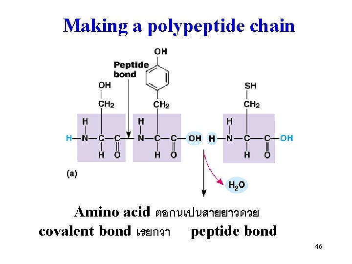 Making a polypeptide chain Amino acid ตอกนเปนสายยาวดวย covalent bond เรยกวา peptide bond 46 