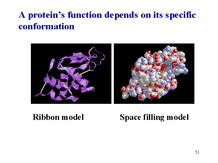A protein’s function depends on its specific conformation Ribbon model Space filling model 51