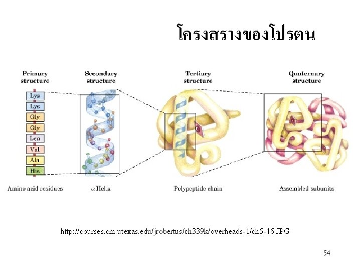 โครงสรางของโปรตน http: //courses. cm. utexas. edu/jrobertus/ch 339 k/overheads-1/ch 5 -16. JPG 54 