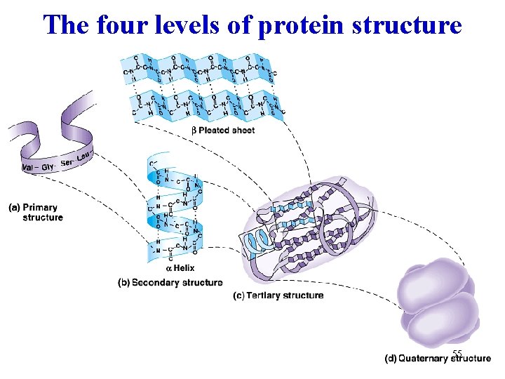 The four levels of protein structure 55 