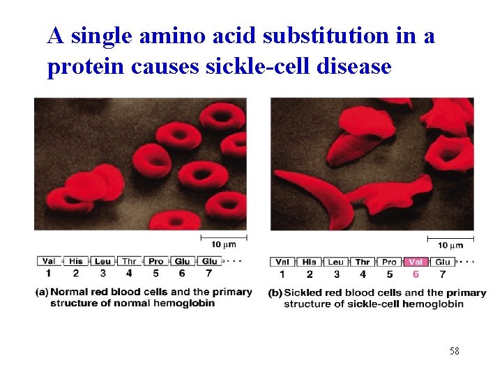 A single amino acid substitution in a protein causes sickle-cell disease 58 