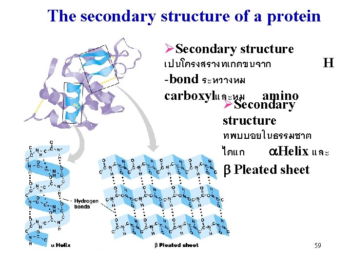The secondary structure of a protein ØSecondary structure เปนโครงสรางทเกดขนจาก H -bond ระหวางหม carboxylและหม amino