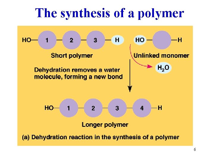 The synthesis of a polymer 6 