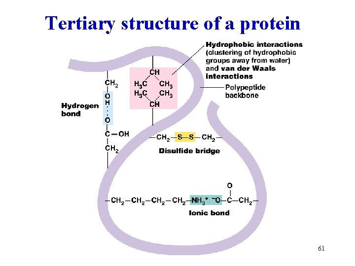 Tertiary structure of a protein 61 