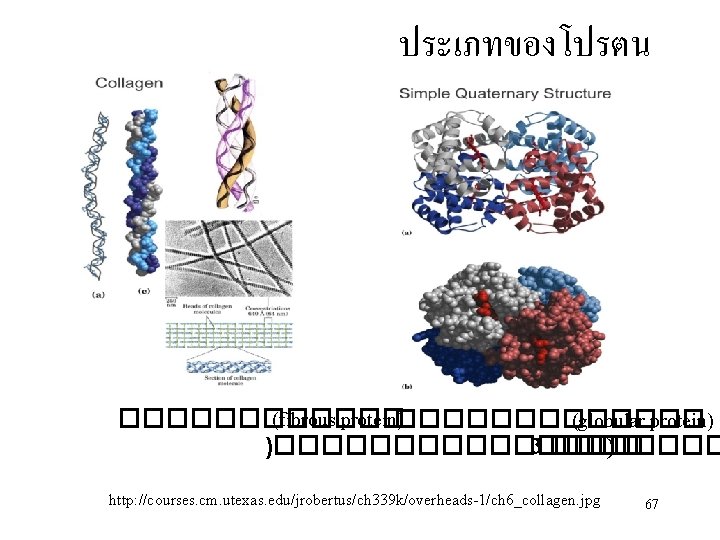 ประเภทของโปรตน ������ (fibrous protein) ������� (globular protein) )���������� 3 ���� ) http: //courses. cm.