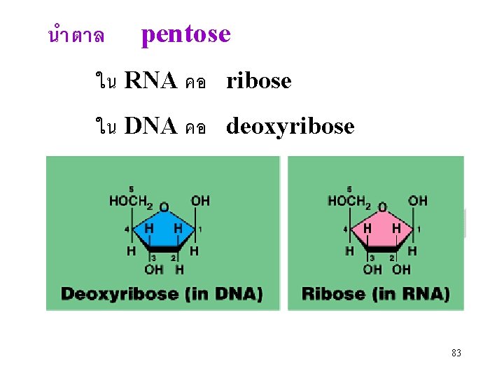 นำตาล pentose ใน RNA คอ ribose ใน DNA คอ deoxyribose 83 