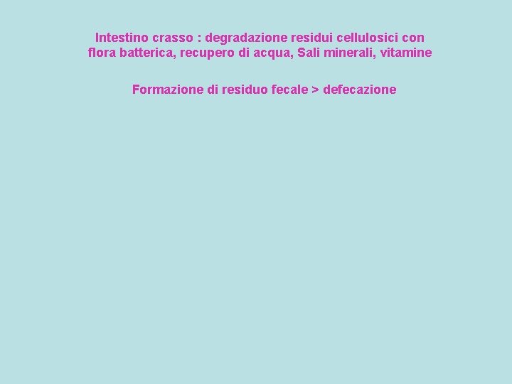 Intestino crasso : degradazione residui cellulosici con flora batterica, recupero di acqua, Sali minerali,