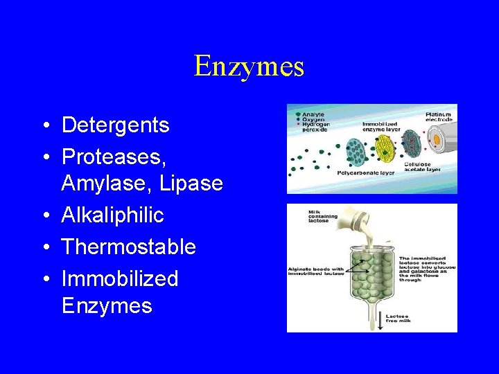Enzymes • Detergents • Proteases, Amylase, Lipase • Alkaliphilic • Thermostable • Immobilized Enzymes