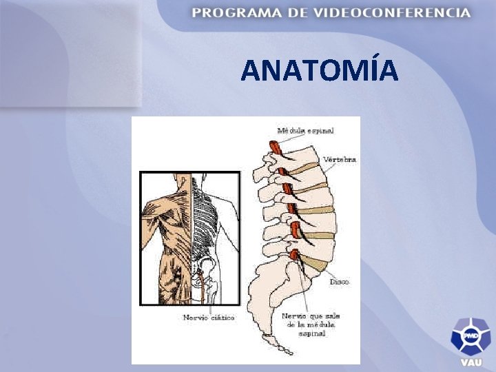ANATOMÍA 