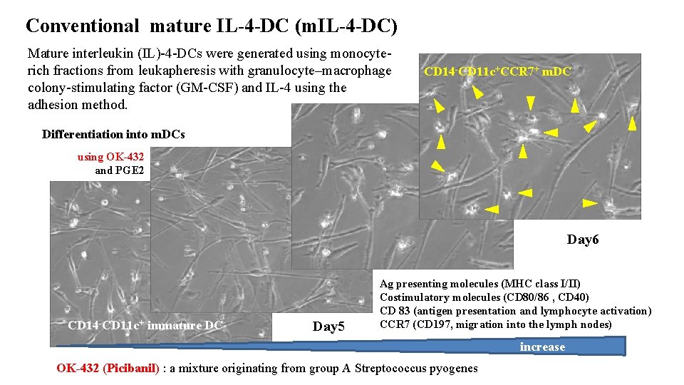 Conventional mature IL-4 -DC (m. IL-4 -DC) Mature interleukin (IL)-4 -DCs were generated using