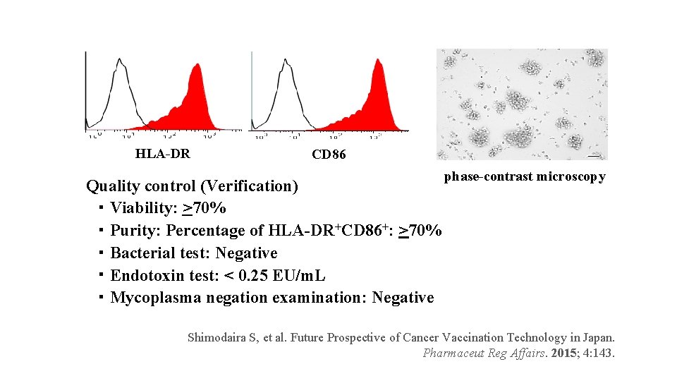  HLA-DR CD 86 phase-contrast microscopy Quality control (Verification) 　・ Viability: >70% 　・ Purity: