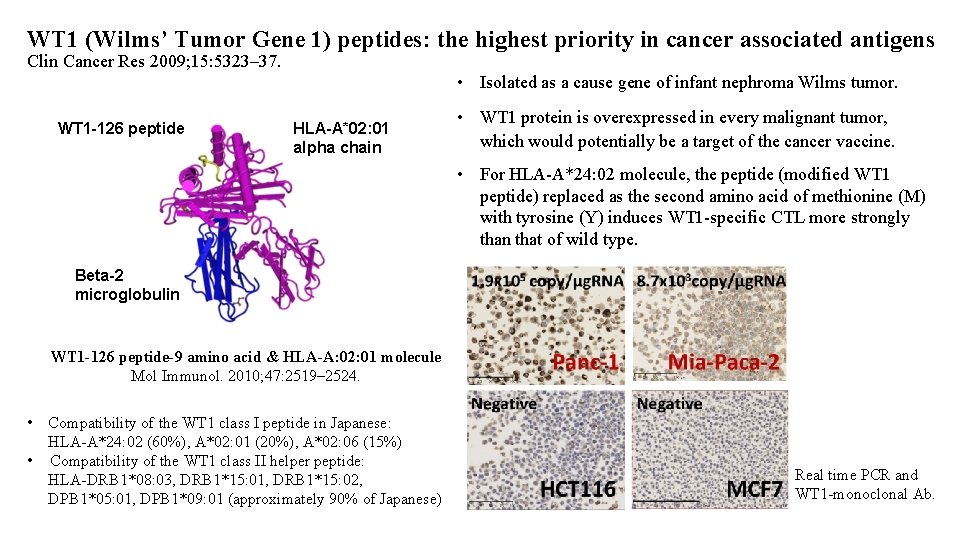 WT 1 (Wilms’ Tumor Gene 1) peptides: the highest priority in cancer associated antigens